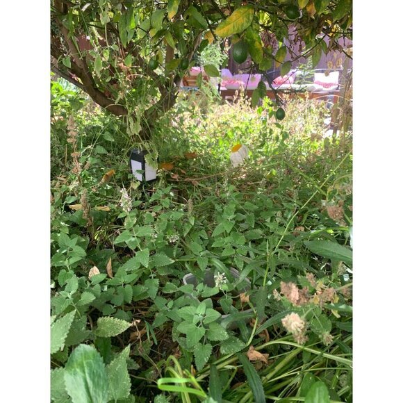 PURE GOLD Catnip Organically Grown & Harvested Pure Californian Catnip 4"x 3" - Picture 13 of 16